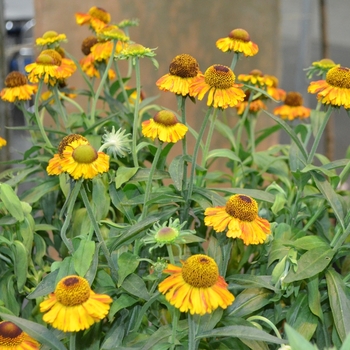 Helenium 'Short 'n' Sassy'