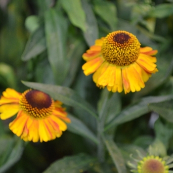 Helenium 'Short 'n' Sassy' PP24460