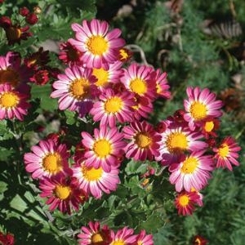 Chrysanthemum 'Will's Wonderful' 