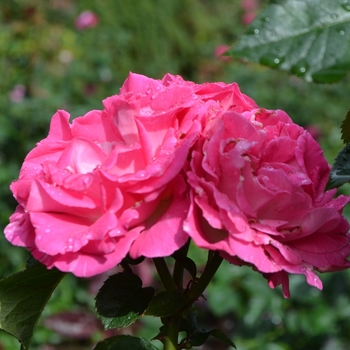 Rosa 'Crowd Pleaser' WEKchrisg