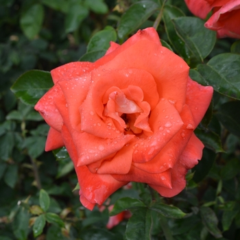 Rosa 'Cary Grant' MEImainger PP6792