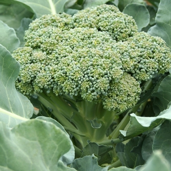 Brassica Oleracea 'PacMan' 