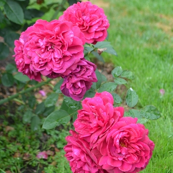 Rosa 'Darcey Bussell'