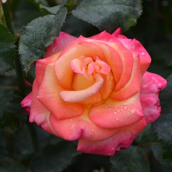 Rosa 'Dream Come True'