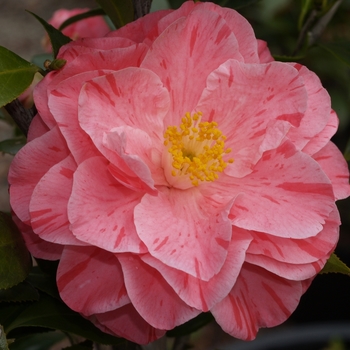 Camellia japonica 'Lady Laura' 