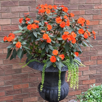 Impatiens SunPatiens® Electric Orange