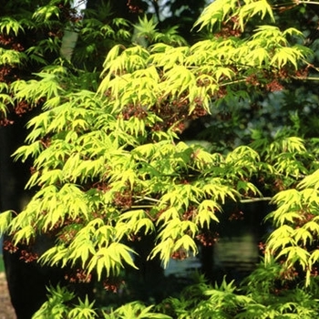 Acer palmatum 'Ki hachijo' 