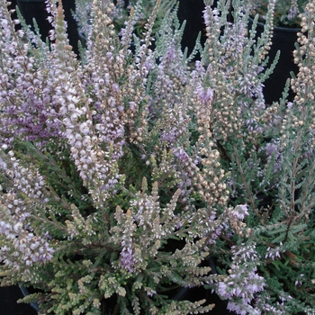 Calluna vulgaris 'Silver Knight' 