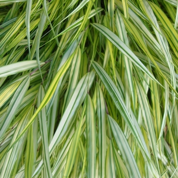 Hakonechloa macra 'Sunny Delight' 