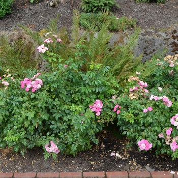 Rosa 'Gartendirektor Otto Linne' 