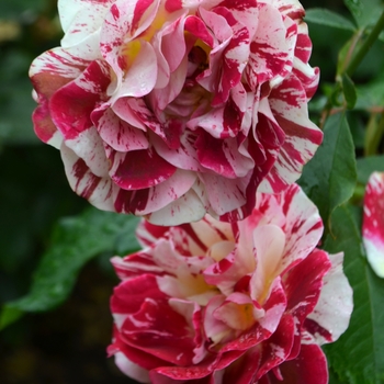 Rosa 'George Burns'