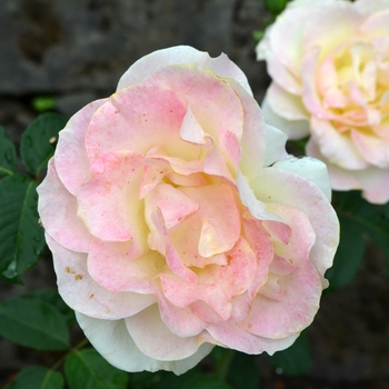 Rosa 'Gold Medal®'