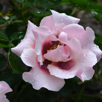 Rosa 'Melon Lemonade'