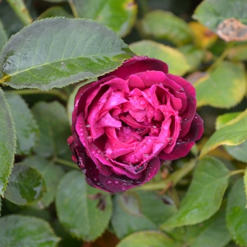 Rosa 'Munstead Wood' 'Ausbernard'