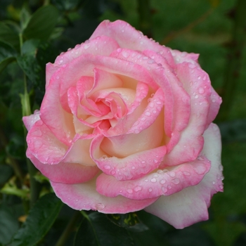 Rosa 'Princess de Monaco'