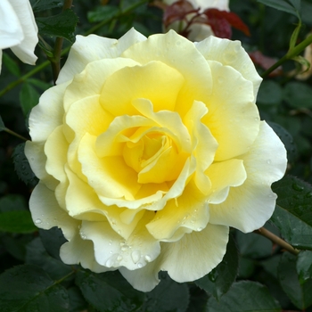 Rosa 'White Licorice™'