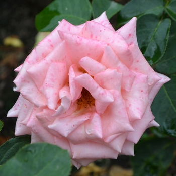 Rosa 'Morden Centennial' 
