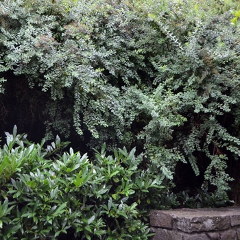 Spiraea nipponica 'Snowmound'