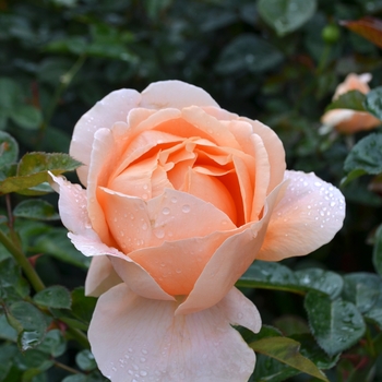 Rosa Garden Center \'Bubble Radnov Rose Marketing Double™\' |