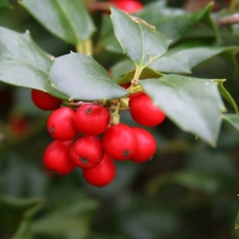 Ilex opaca 'Miss Helen' 