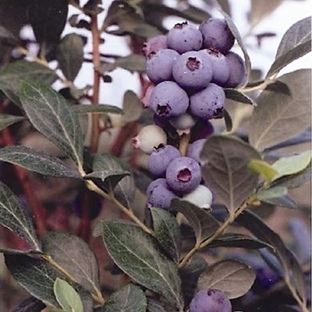 Vaccinium 'Southmoon' 