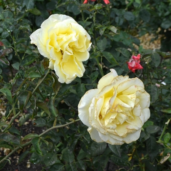 Rosa 'Irish Gold'