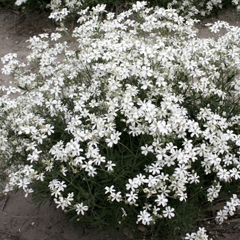 Clematis hexapetala 'Mongolian Snowflakes' 