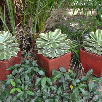 Agave parryi 'Ohi Kissho ten Nishiki' 