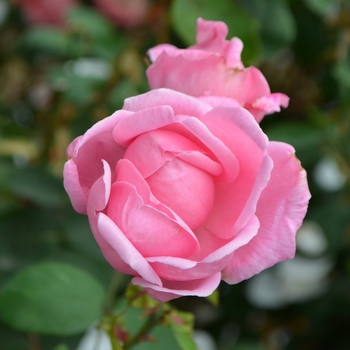 Rosa 'Madame Caroline Testout' 