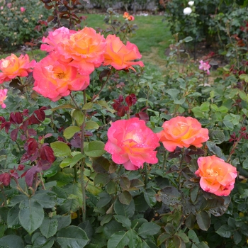 Rosa 'Mardi Gras' PP#19,571