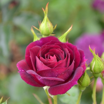 Rosa 'Midnight Blue™' WEKfabpur