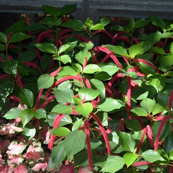 Acalypha hispida