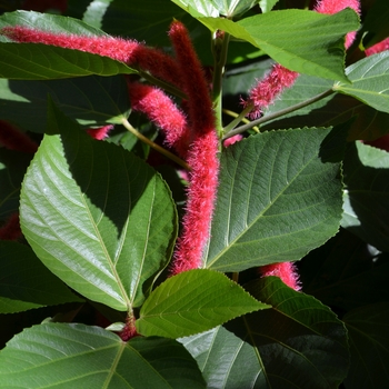 Acalypha hispida '' (062119)