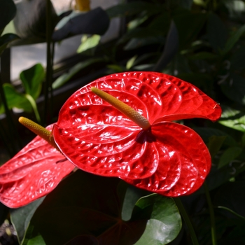 Anthurium andraeanum 'Dakota' 