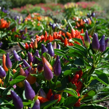 Capsicum annuum 'Peppa Lila-Naranja' 