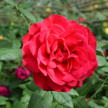 Rosa 'Europeana' 