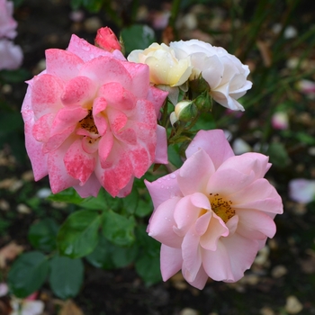 Rosa 'Pinocchio'