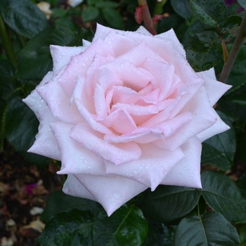 Rosa 'Royal Highness' 