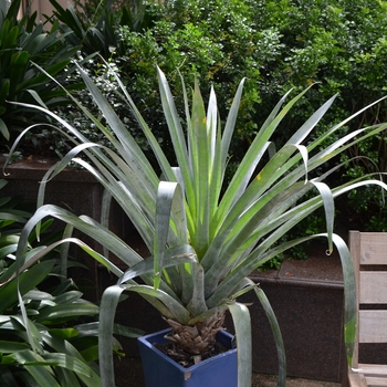 Vriesea 'odorata' 