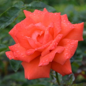 Rosa 'Tropicana' 