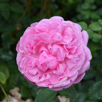 Rosa 'Bishop's Castle'