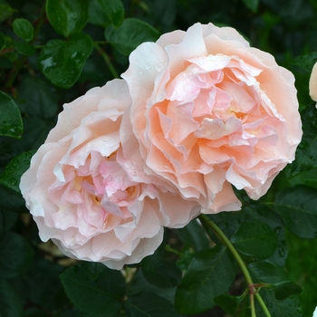 Rosa 'KORravreli' PP15,253