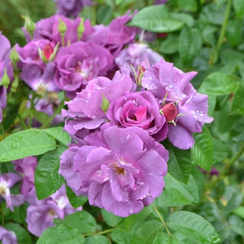 Rosa 'Rhapsody In Blue™' FRAntasia