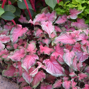 Caladium 'Sweetheart' 