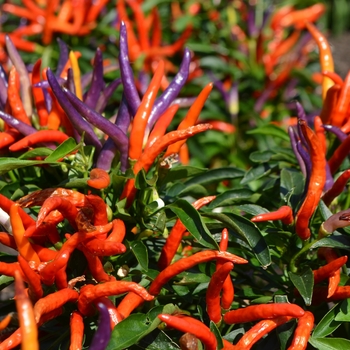 Capsicum annuum 'Garda Fireworks' 