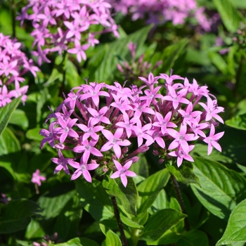 Pentas lanceolata 'Butterfly Light Lavender' 