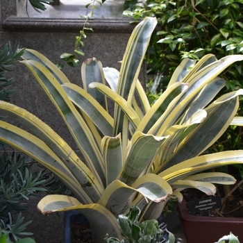 Aechmea chantinii 'Harvey's Pride'