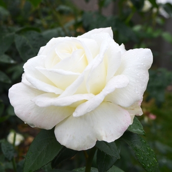 Rosa 'Sugar Moon'