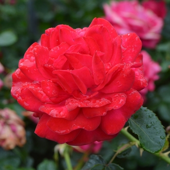 Rosa 'Baisuhe' PP20,486