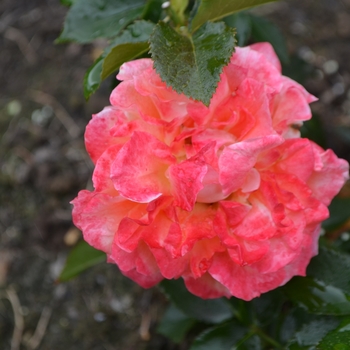 Rosa 'Bagstream' 